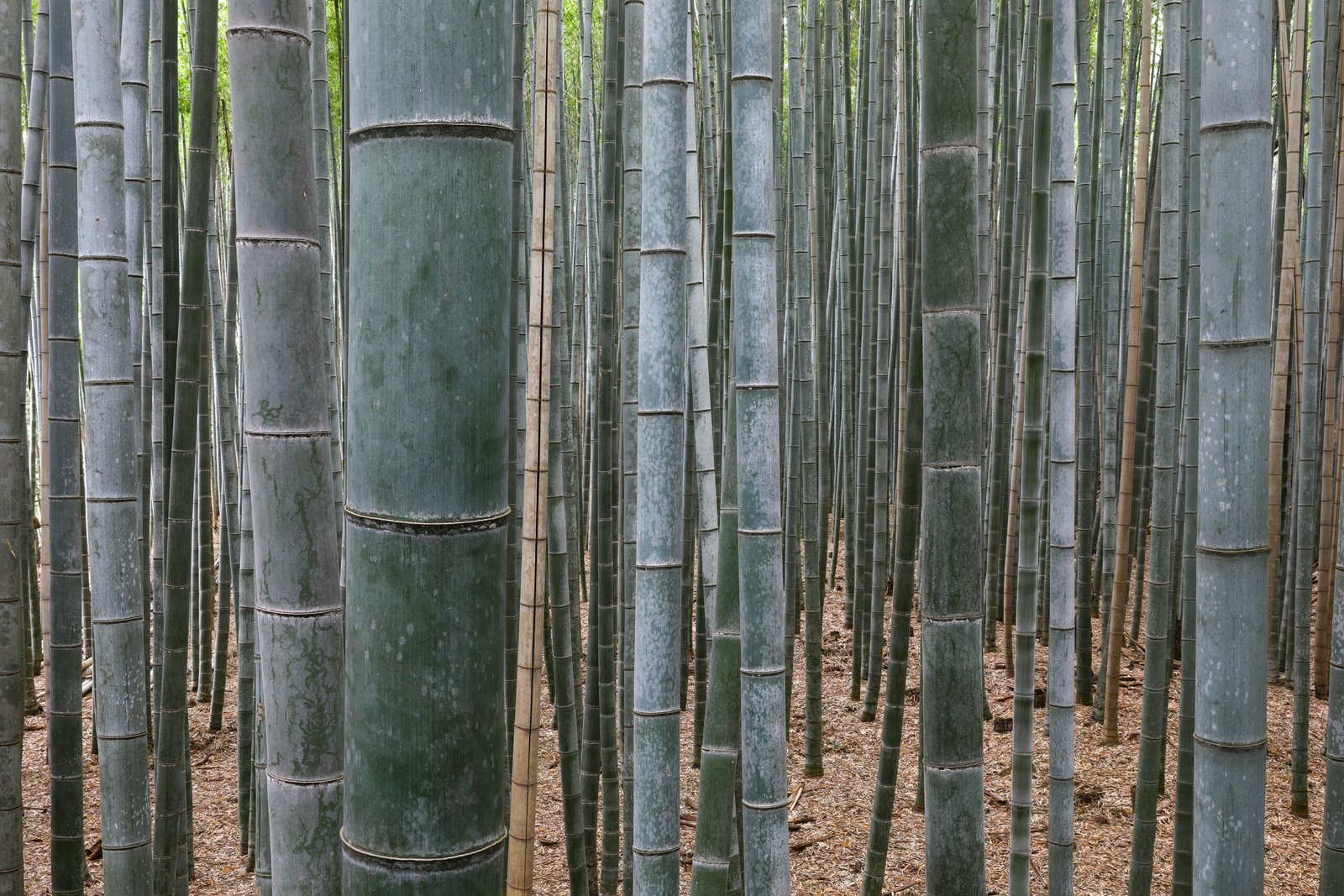 Arashiyama Bamboo Forest 2026 Kyoto day trip guide with tall green bamboo path